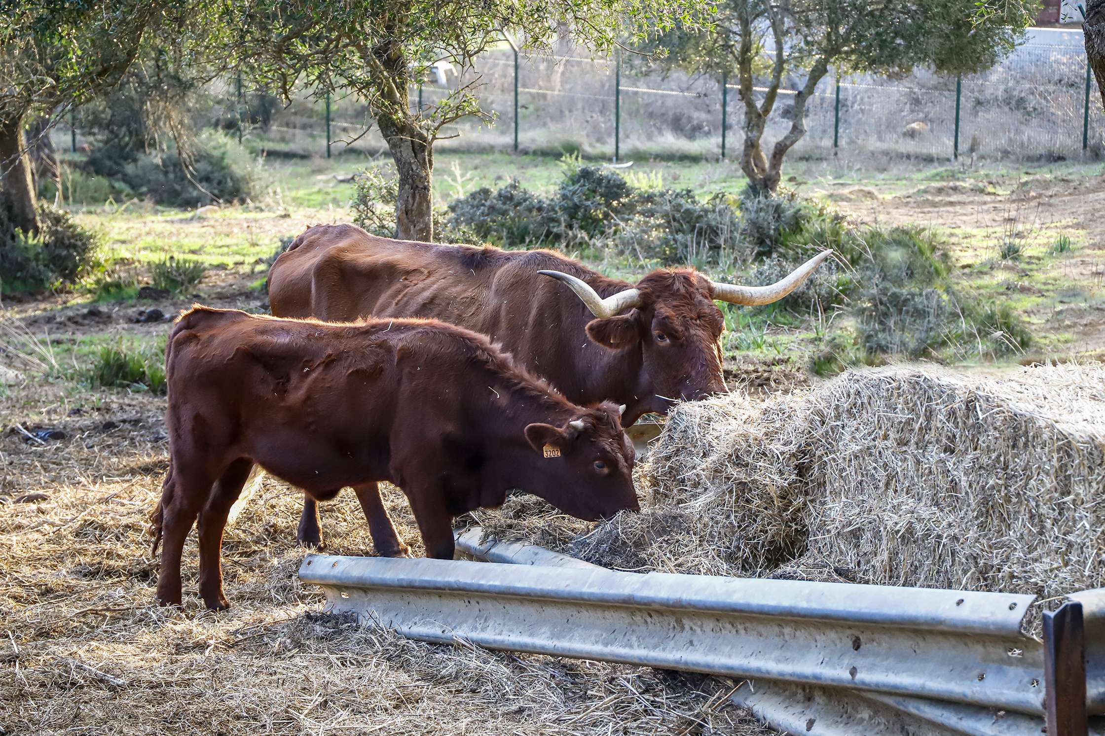 Ganadería Retinta