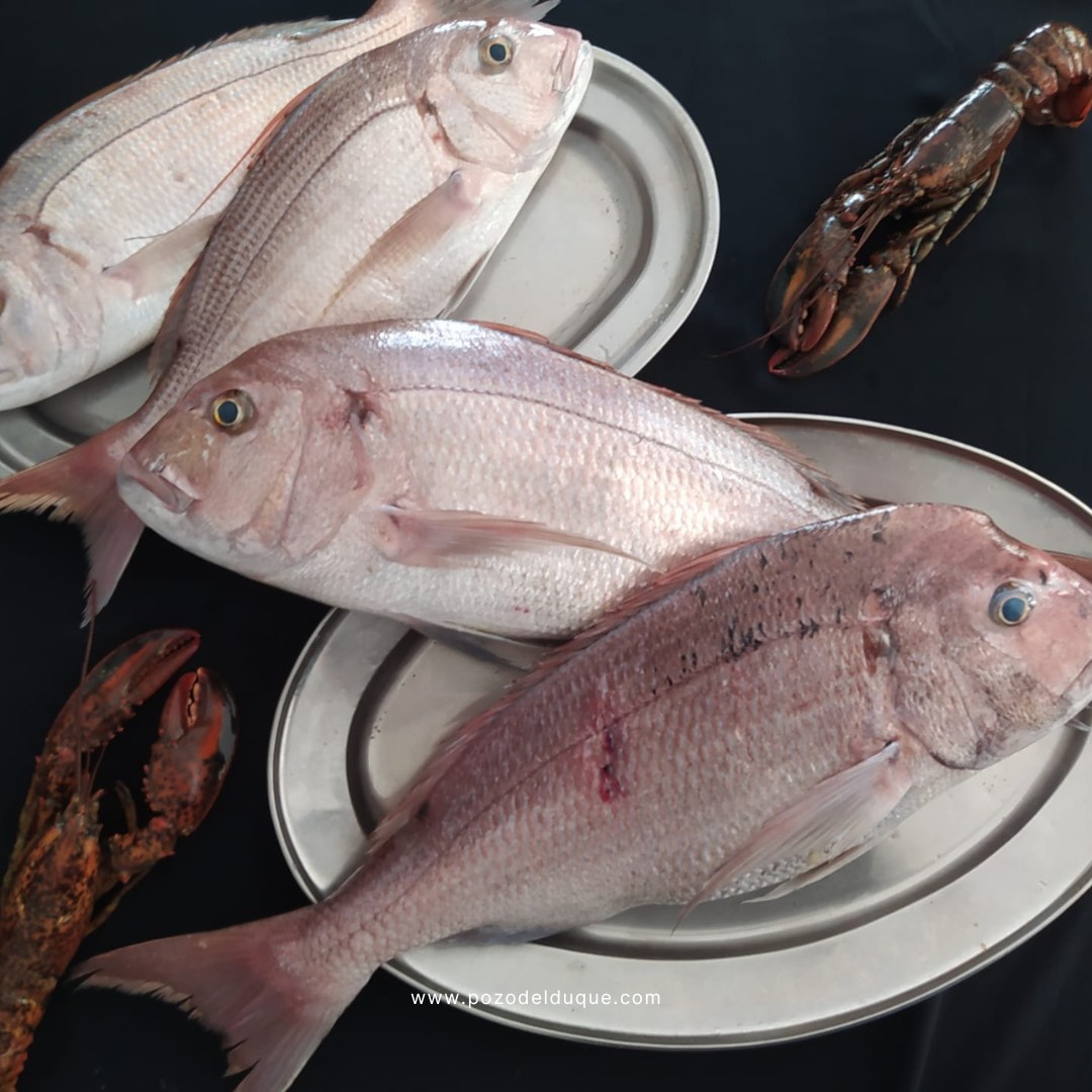 Pescado fresco